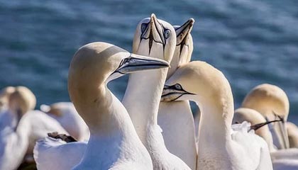 扬州伴游，定制QQ：3494206190微信：act1322