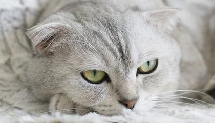 扬州伴游，定制QQ：3494206190微信：act1322